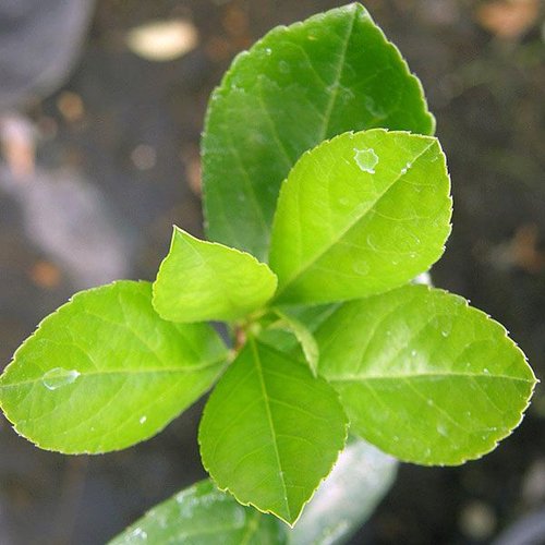 <p>Ilex decidua</p>