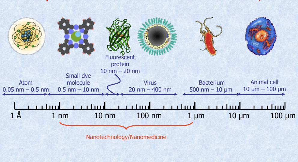 <ul><li><p>what is considered nanotechnology/nanomedicine</p><ul><li><p>small dye molecule → 0.5 nm-10nm</p></li><li><p>fluorescent protein → 10 nm-20nm</p></li><li><p>virus → 20nm - 400 nm</p></li></ul></li><li><p>atoms are SMALLER than nanotech</p></li><li><p>bacteria/animal cell are LARGER than nanotech</p></li></ul><p></p>