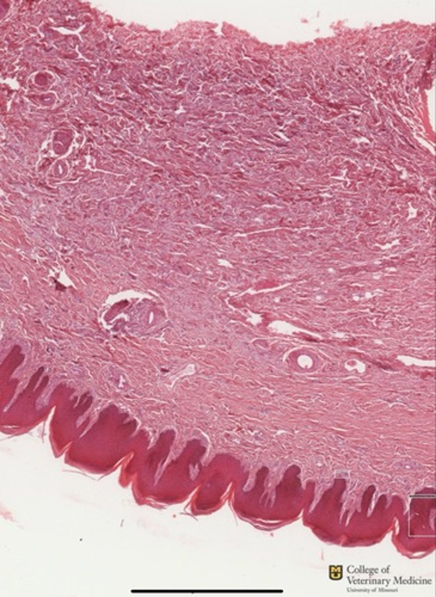 <p>What tissue type as a whole is depicted?</p><p>What layer does it compose in this structure?</p>