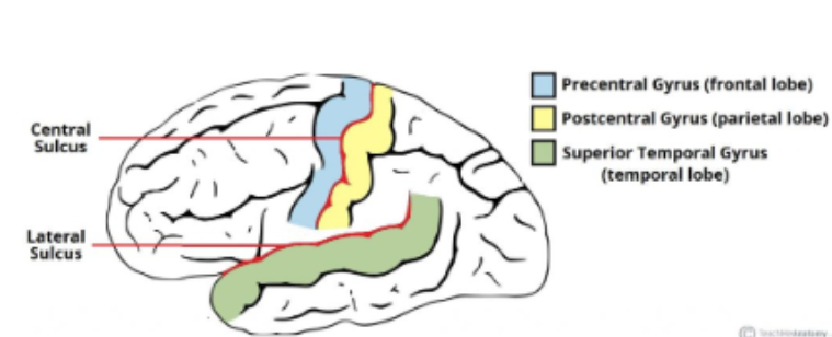 <p>The ridge directly anterior to the central sulcus (primary motor cortex)</p>