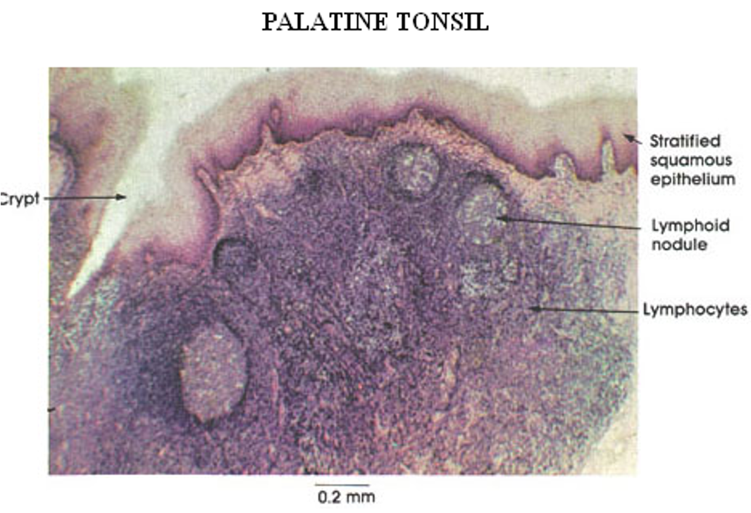 <p><strong>Tonsils </strong></p><p>Crypt and nodules w/ germinal centers observed</p>