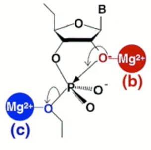 <p>Which metal ion catalysis is this? </p>