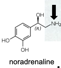 <p>Name Enzyme&nbsp;</p>
