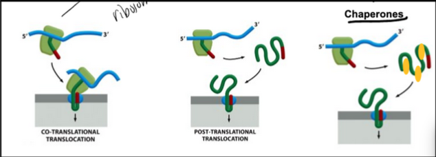 <ul><li><p><span style="background-color: transparent; font-family: "Times New Roman", serif;"><span>Co-translational translocation</span></span></p></li><li><p><span style="background-color: transparent; font-family: "Times New Roman", serif;"><span>Post-translational translocation</span></span></p><ul><li><p><span style="background-color: transparent; font-family: "Times New Roman", serif;"><span>Very common in yeast and in bacteria</span></span></p></li><li><p><span style="background-color: transparent; font-family: "Times New Roman", serif;"><span>Diverse chaperone proteins are involved in post-translational translocation. Their role is to maintain the target proteins in a loosely folded state (fully folded structures cannot cross the translocation pore!)</span></span></p></li></ul></li></ul><p></p>
