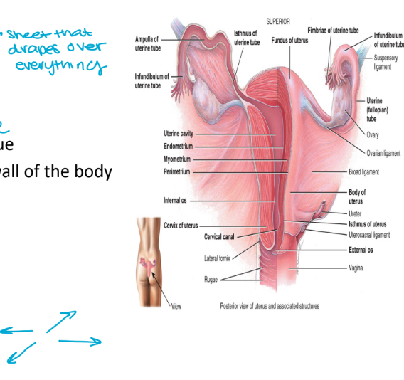 <ul><li><p>is attached to the abdominal wall by supportive membranes (if not suspended it will collapse)</p><ol><li><p>broad ligament</p><ul><li><p>portion of the parietal peritoneum (extension)</p><ul><li><p>sheets that drapes over everything</p></li></ul></li><li><p>suspends the uterus laterally</p></li></ul></li><li><p>round ligament</p><ul><li><p>composed of fibrous connective tissue (anterior surface)</p></li><li><p>attaches the uterus to the anterior wall of the body</p></li></ul></li><li><p>the uterosacral ligament </p><ul><li><p>portion of the peritoneum</p></li><li><p>attaches the uterus to the sacrum</p></li><li><p>posterior</p></li></ul></li></ol></li></ul><p></p>