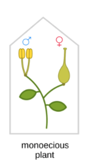 <p>Monoecious plants</p>