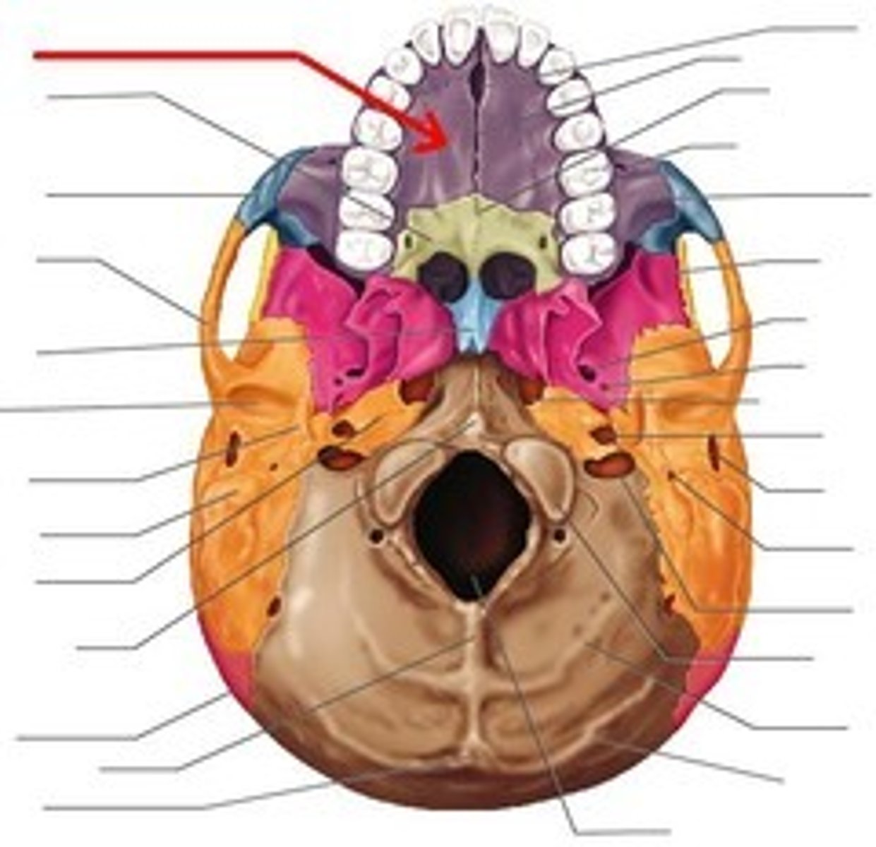 <p>Form the anterior hard palate; meet medially in the intermaxillary suture.</p>