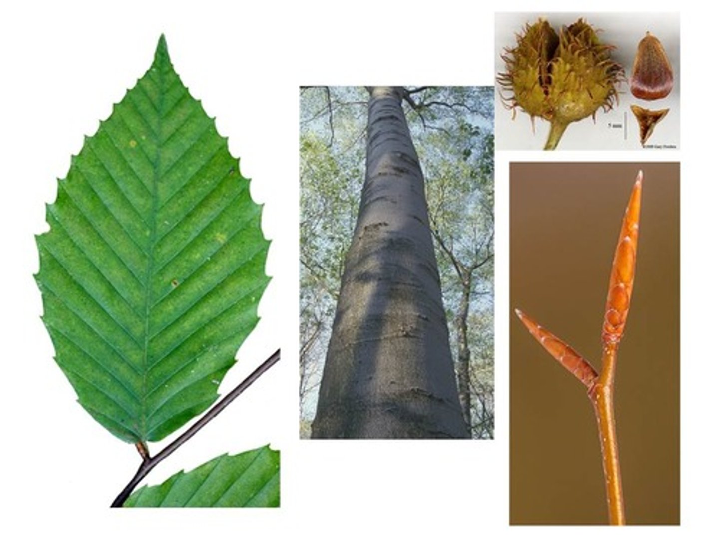<p>Simple leaves with straight parallel veins and toothed edges; smooth gray bark; campus, HMF.</p>