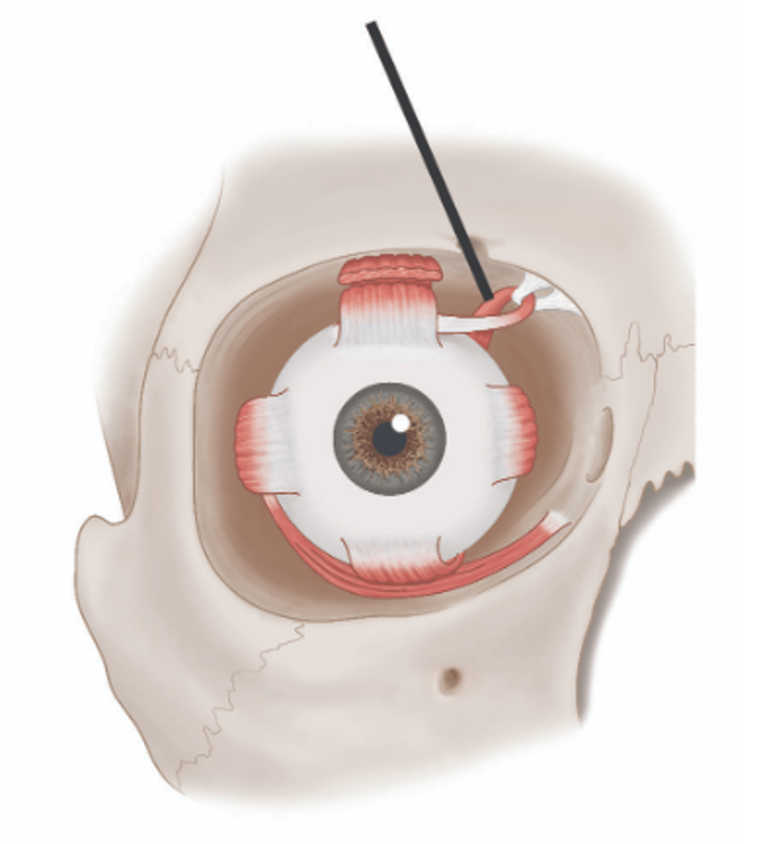 <p>Identify structure.</p>