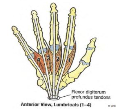 <ul><li><p>Four small worm-like muscles on digits 2-5</p></li><li><p>action: flex metacarpophalangeal joints</p></li><li><p>Innervation: 1 and 2 are by median; 3 and 4 are by ulnar</p></li><li><p><strong>allow full extension of fingers</strong></p></li></ul><p></p>