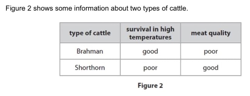 <p>Describe how these types of cattle could be selectively bred to produce cattle that can survive high temperatures and have good meat quality.</p>