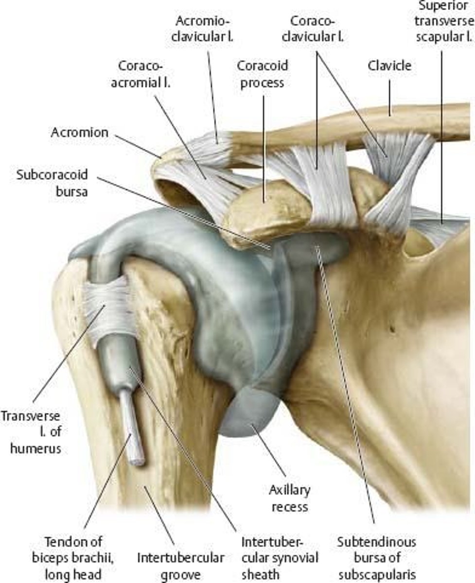 <p>The axillary nerve has multiple branches that innervate the deltoid and teres minor muscles.</p>