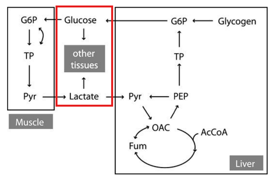 <p>The productions of one reaction (anabolic) that becomes substrates of another (catabolism)</p><ul><li><p>E.g. krebs cycle</p></li></ul><p></p>