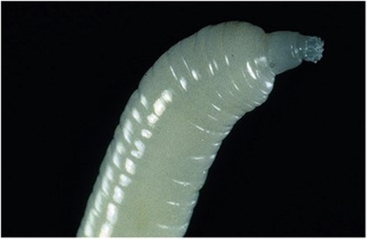 <p>This Acanthocephalan of pigs gets its common name from the anterior end of its proboscis.</p><p>The common name is:</p>