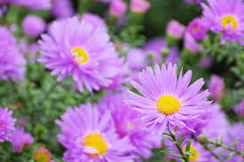 <p>New York aster</p>
