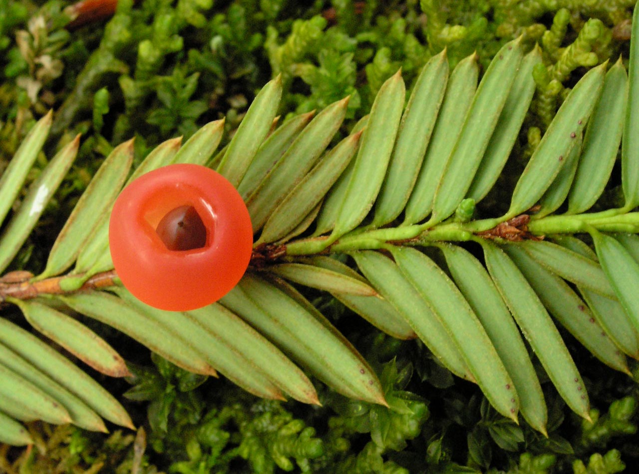 <p>taxus brevifolia</p><p>characteristics: taxol harvested for chemo, flat needles with no stomatal banding, bright green underside, not cruciform, red berries, fleshy cones</p>