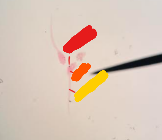 <p>What are these animals? Identify the labeled structures. </p>