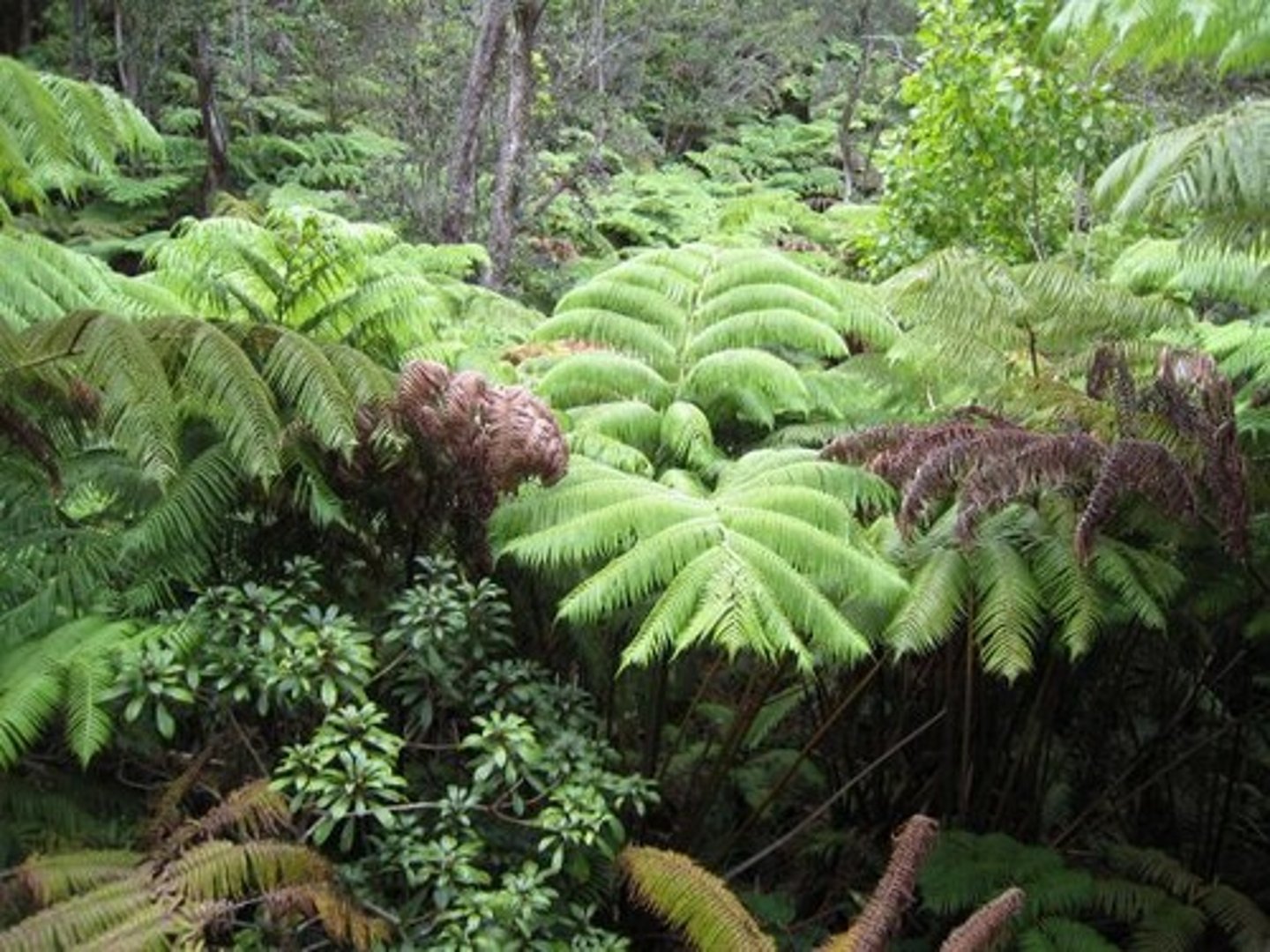 <p>- Multicellular organisms</p><p>- Contain cell wall</p><p>- Contain chlorophyll</p><p>- Photosynthesis for nutrients</p>