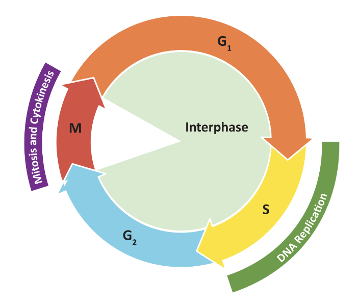 <ul><li><p>Cdc28 (<em>S.cervisiae)</em> and Cdc2 (<em>S. pombe) </em>are cyclin-dependent kinases (i.e Cdk) that regulate entry into mitosis</p></li><li><p>cyclin/cdks regulate cell cycle progression thru 2 major checkpoints:</p><ul><li><p>G1/S Checkpoint: entry into S phase</p></li><li><p>G2/M Checkpoint: entry into mitosis</p></li><li><p>3rd checkpoint to exit mitosis</p></li></ul></li></ul><p></p>