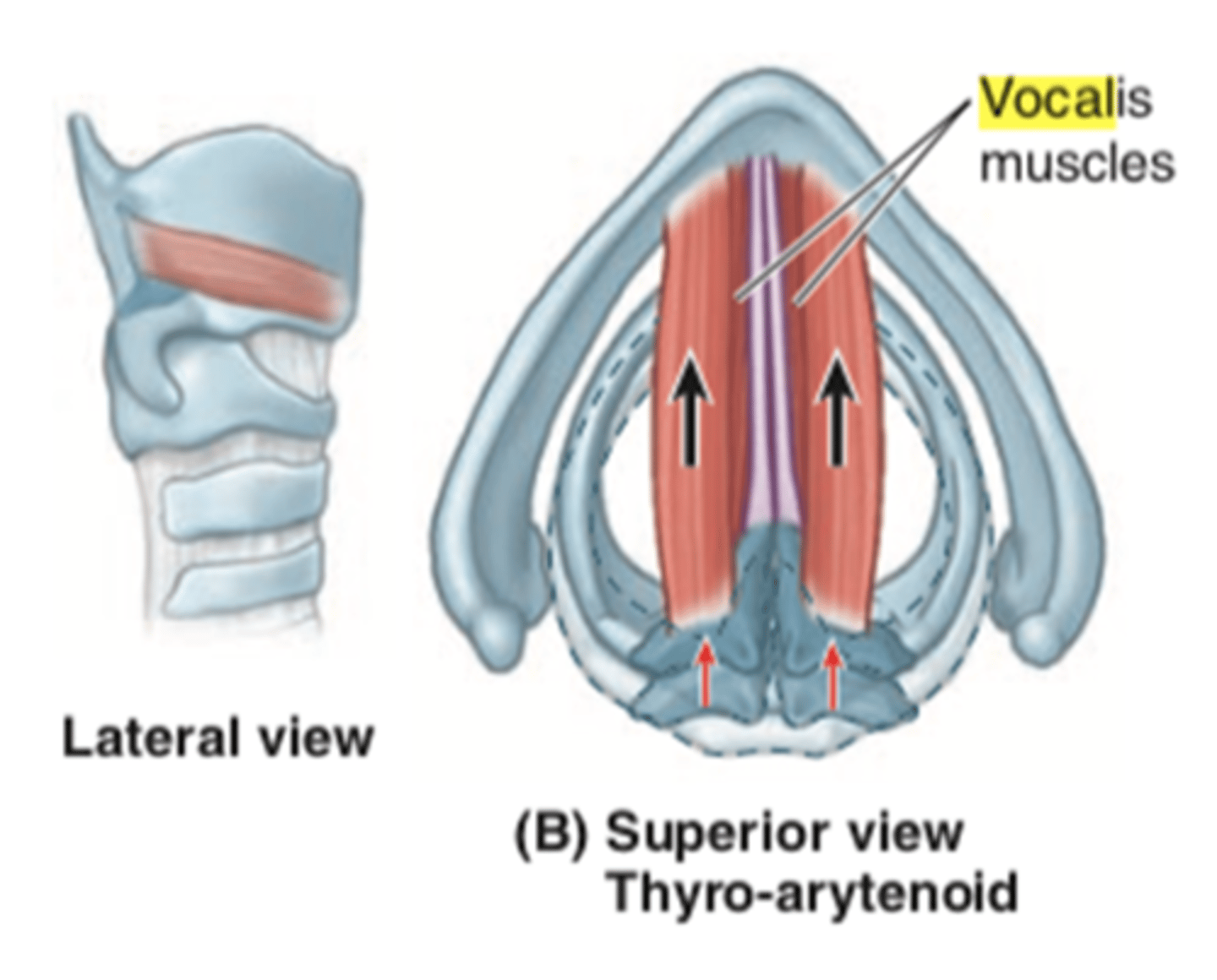 <p>- body of VF (vocal fold)</p><p>- shorten distance between the thyroid &amp; arytenoid cartilages = lower pitch</p><p>- increase longitudinal tension of VF = pitch modification</p>