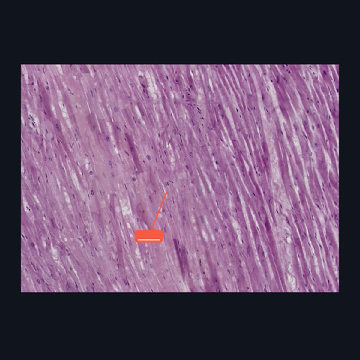 <p>Identify the structure</p>