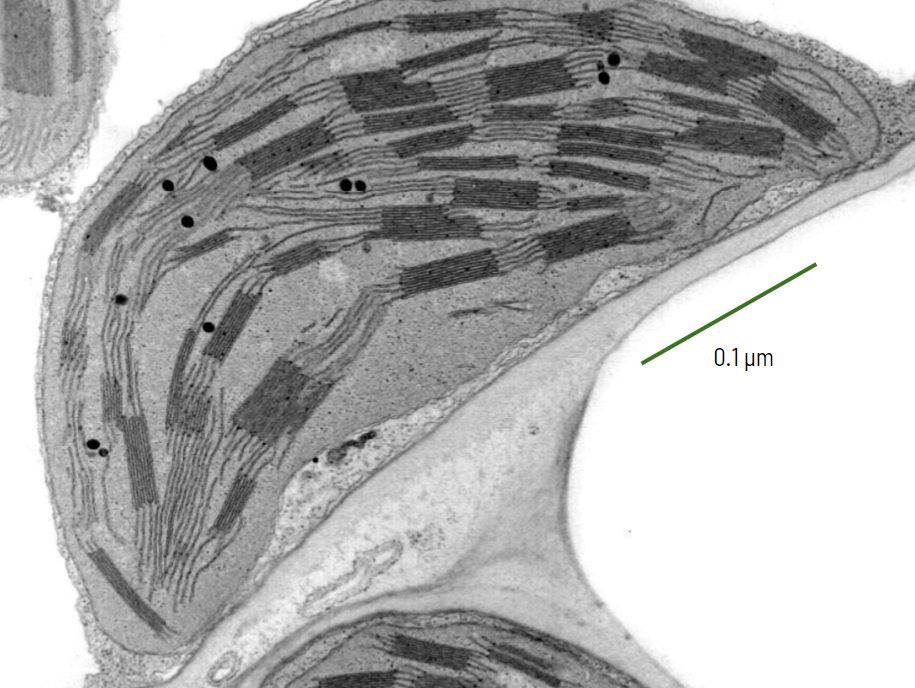 term image