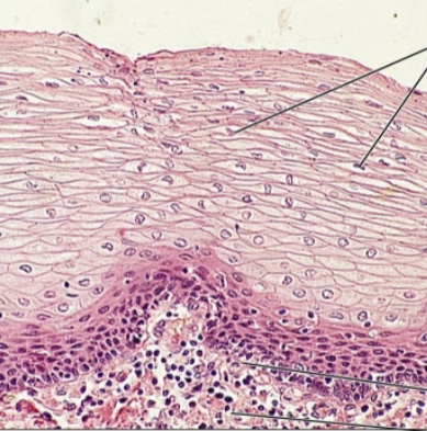 <p><strong>what is the epithelia?</strong></p>