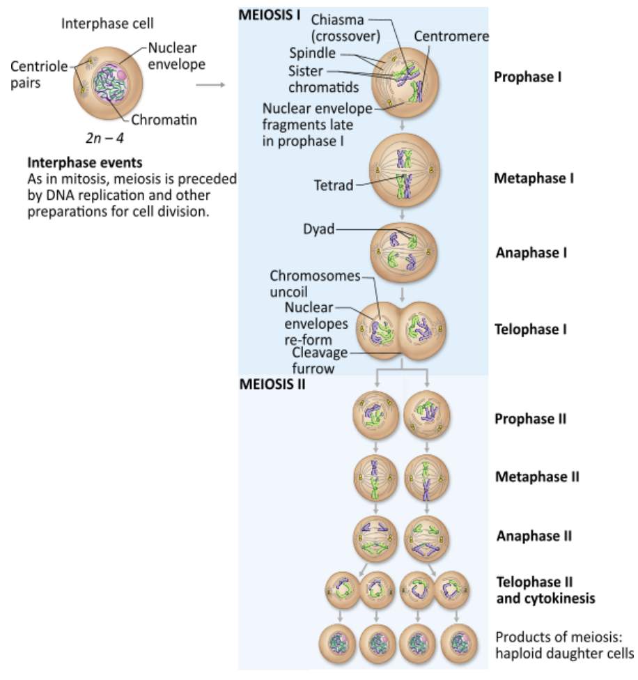 <p><strong>→ </strong><span><strong><span>Meiosis II</span></strong></span></p><ul><li><p><span><span>Meiosis II is fundamentally identical to mitosis. Prophase II, anaphase II, metaphase II, and telophase II have the same events as their corresponding stages in mitosis.</span></span></p></li></ul><p></p>