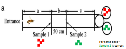 <p>used tunnel method with two possible visual samples that could be correct (separated by 50cm - which one is correct differs depending on trial), then has to go through the correct tunnel to receive reward</p><ul><li><p>learning test tests ability to follow rules + whether rules can be generalised to other tasks</p></li></ul><p></p>