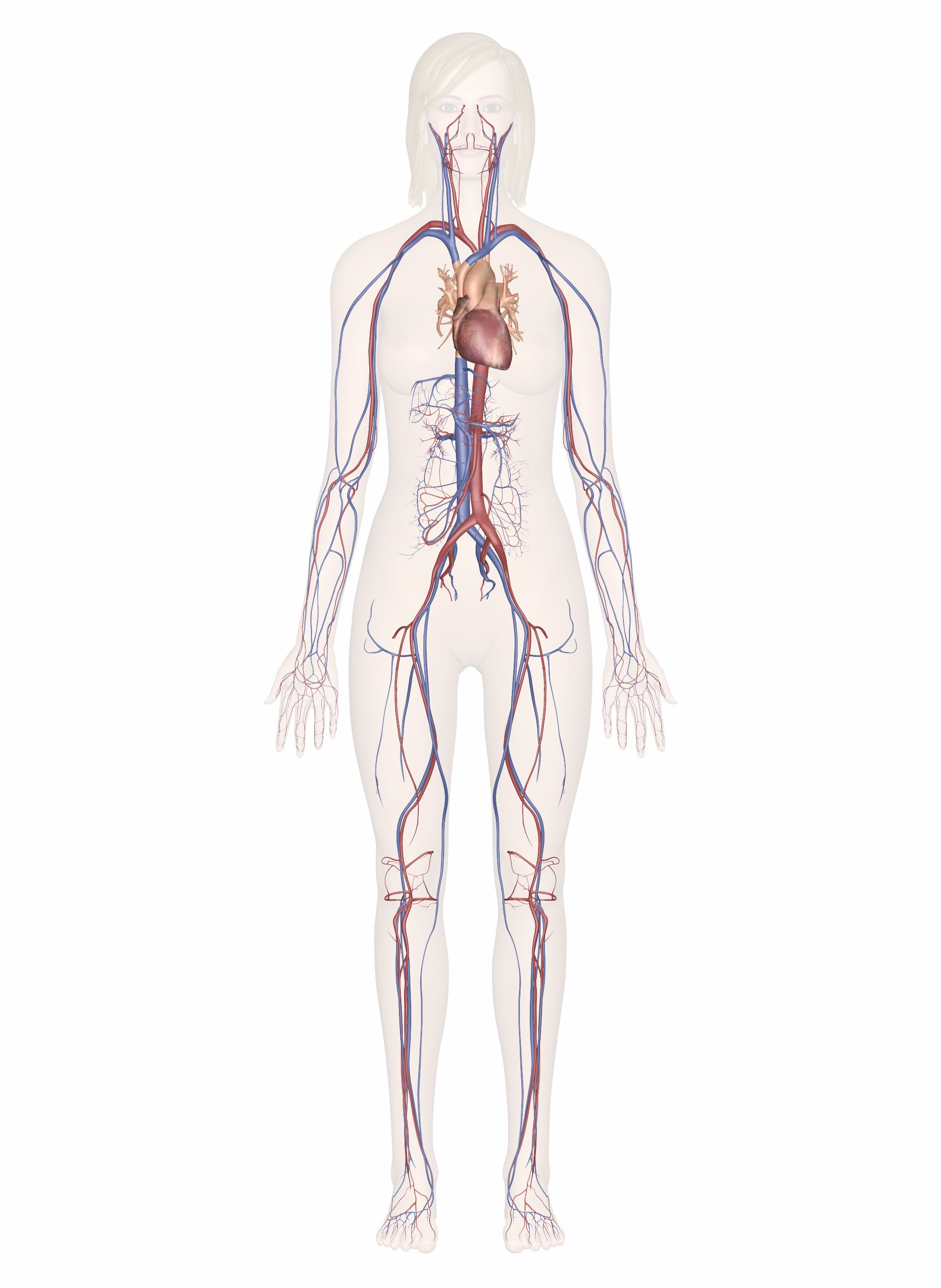 cardiovascular system