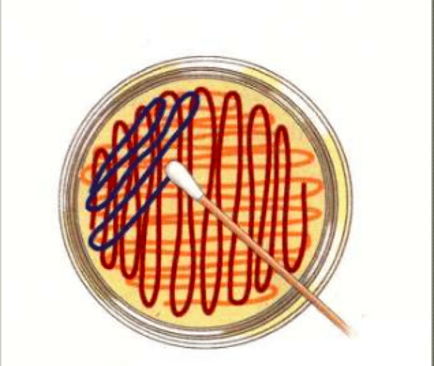 <p>Use a spreader to spread out the bacterial colonies<br><br>These can be used to identify colonies that have been genetically engineered</p>