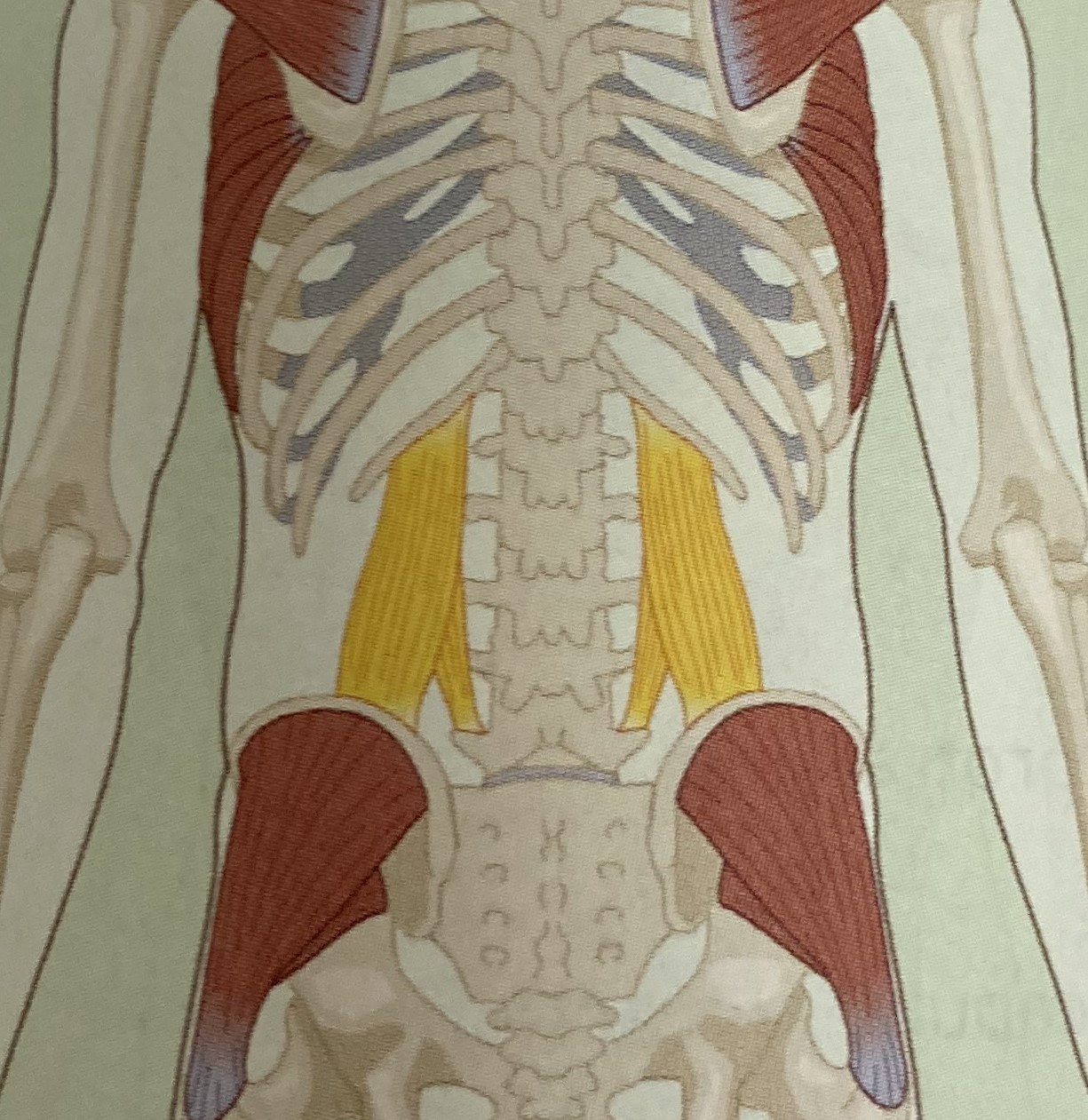 <ul><li><p>category: back musculature</p></li><li><p>origin: iliac crest of the pelvis</p></li><li><p>insertion: L2-L5 and 12th rib</p></li><li><p>isolated function: spinal lateral flexion</p></li><li><p>integrated function: eccentric contralateral lateral spinal flexion</p></li><li><p>stabilizes the LPHC</p></li></ul><p></p>