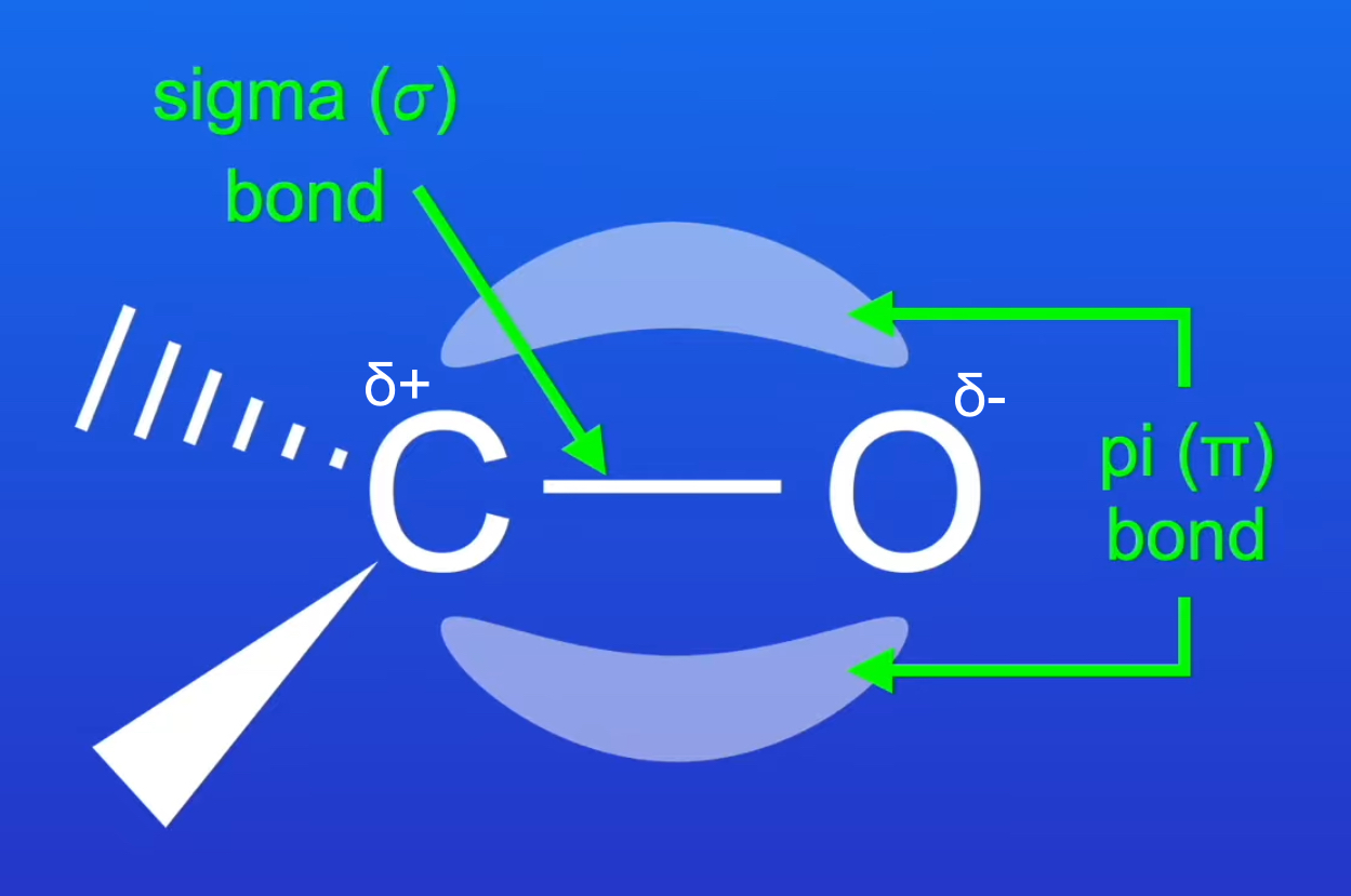 <ul><li><p>C=O double bond consists of a sigma bond and a pi bond.</p></li></ul><p></p><ul><li><p>the pi bond is formed from the sideways overlap of a 2p orbital from both the C atom and the O atom.</p></li></ul><p></p><ul><li><p>C=O bond is polar: O is δ<sup>-</sup> as O is more electronegative so attracts the electron density in the double bond towards itself, C is δ<sup>+</sup></p></li></ul><p></p>