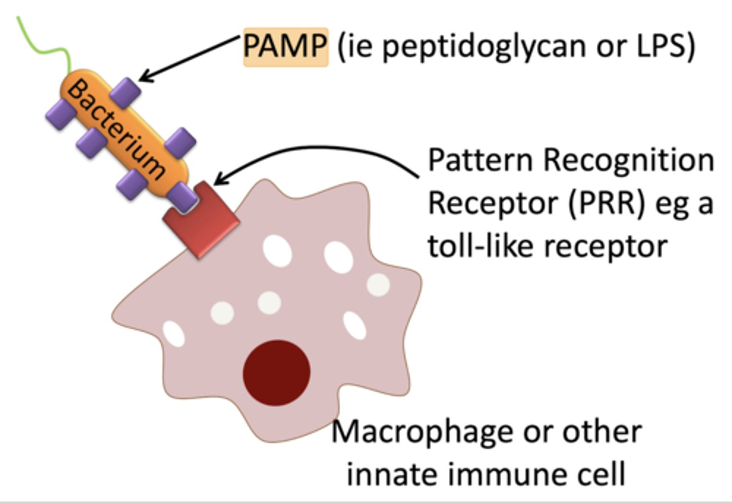 <p>pattern recognition receptors (PRR) recognize structures on pathogens to trigger ingestion</p>