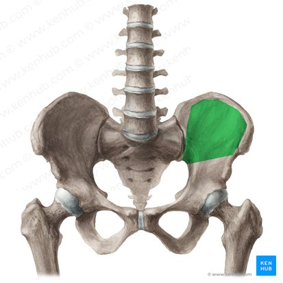 <p>Large, smooth, concave surface on the internal surface of the ilium</p>