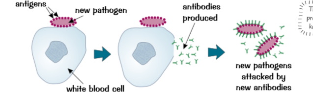 <ol><li><p>phagocytosis → engulf foreign cells &amp; digest them </p></li><li><p>Producing antibodies → invading pathogens have antigens on surface → WBC find &amp; produce proteins (antibodies - specific antigens) lock onto invading cells (find &amp; destroy),antibodies produced rapidly &amp; carried in blood to find similar bacteria &amp; viruses, remember pathogen (rapidly produce antibodies to kill → immune to pathogen)</p></li><li><p>Producing antitoxins → counteract toxins produced by invading bacteria</p></li></ol><p></p>