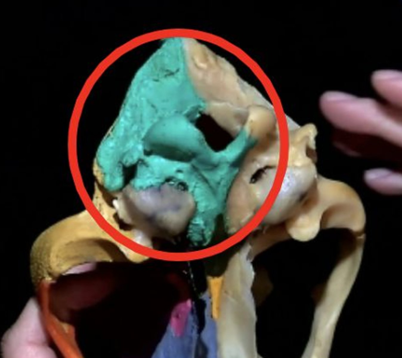 knowt flashcard image