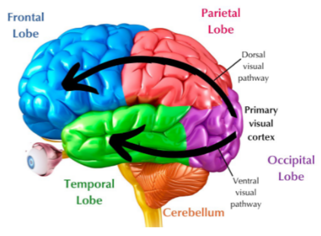 <p>Patterns are processed in two parallel streams: <strong>dorsal stream</strong> (motion/space/action: “where/how”) &amp; <strong>ventral stream</strong> (objects: “what”).</p>