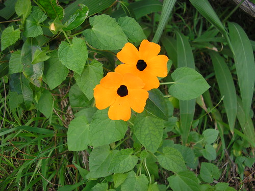 <p>Black-eyed susan vine [Acanthaceae]</p>