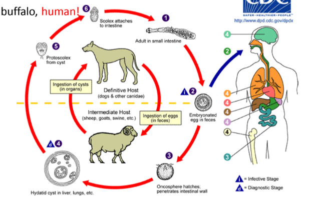 <p>this is life cycle of?</p>