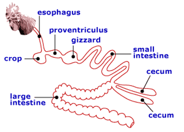total GIT, crop, proventriculus, gizzard, small

intestine, ceca, and large intestine