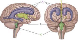 <p>Identify the region labeled A. </p>