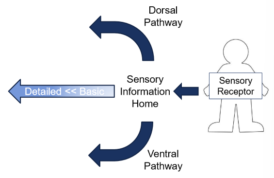 <p>Each sensory modality has its own pathway but they all follow a similar pattern. Information closest to sensory information “home” (known as primary sensory cortex), the more basic. Information becomes more complex as we move down the path of sensory processing. </p>