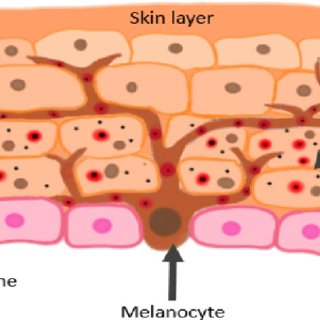 <ul><li><p>~8% of epidermis</p></li><li><p>Located in deepest epidermis</p></li><li><p>Produce melanin packaged into melanosomes</p><ul><li><p>Transfers to keratinocytes, protects from UV</p></li></ul></li></ul><p></p>