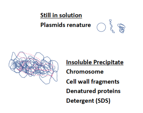 <ul><li><p>5M K acetate</p></li><li><p>plasmids renature in the solution</p></li><li><p>insoluble precipitate includes: bacterial chromosome, cell wall fragments, denatured proteins, detergent (SDS)</p></li></ul><p></p>