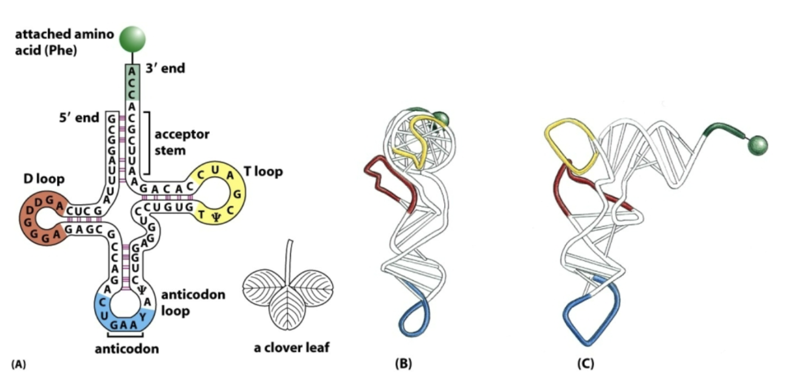 <p>Each tRNA contains a loop with an “anticodon”, complementary to the appropriate amino acid’s codon</p>