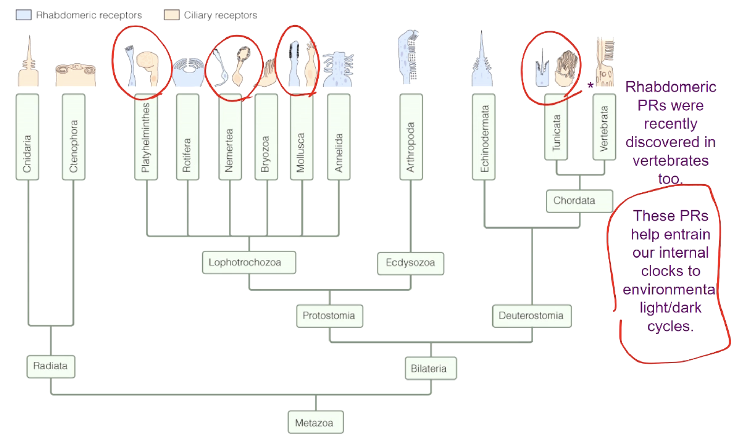 <ul><li><p>Present in all types of species</p></li><li><p>Some have 1 or the other, others have both</p></li><li><p>Can’t tell which animals have which photoreceptors</p></li></ul><p></p>