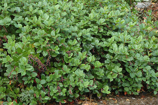 <p>gaultheria shallon</p><p>characteristics: thick egg shaped leaves, creeps along understory, evergreen, withstand many conditions, low apical dominance</p>