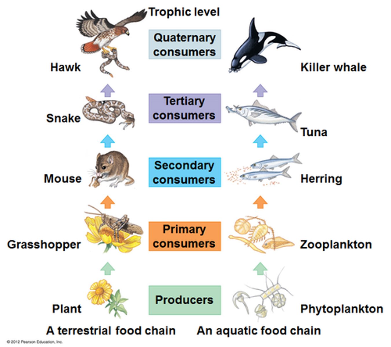 <p>A series of steps in which organisms transfer energy by eating and being eaten</p>