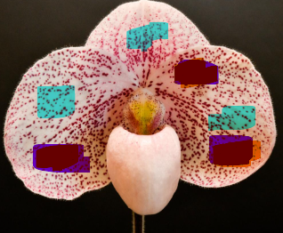 <p>broad spotS of some color and other spots differnt color</p>